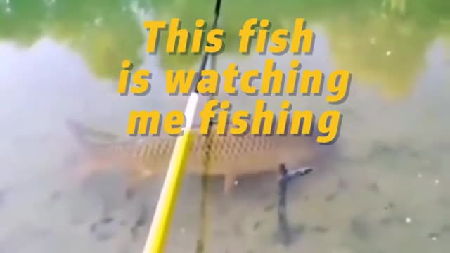 This fish is watching me fishing