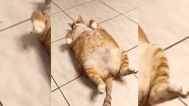 I've never seen such a fat cat