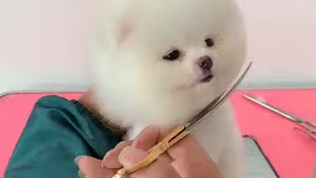 Funny and beautiful dog makeup