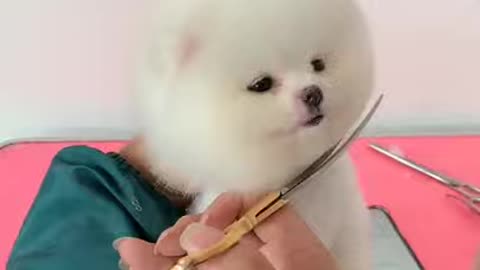 Funny and beautiful dog makeup