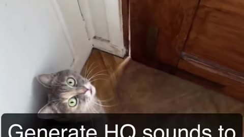 Sounds that attract cats - Meow to make cats come to you