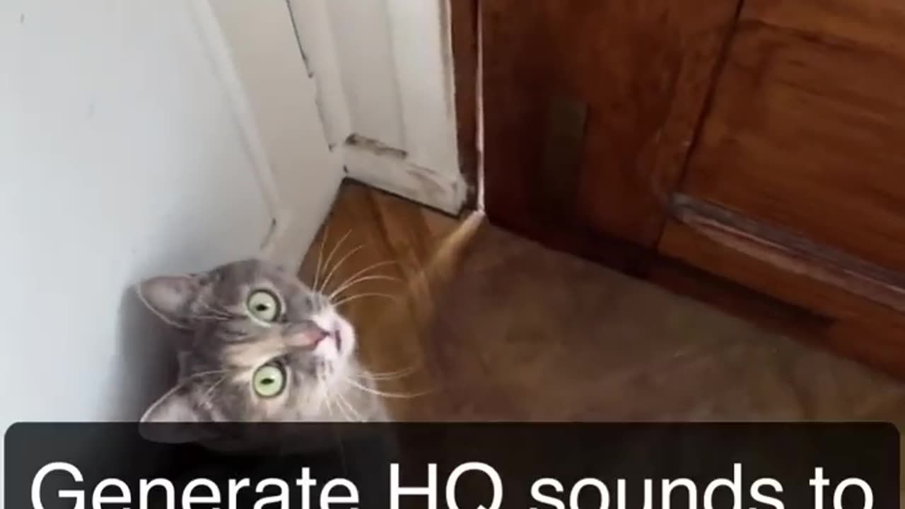 Sounds that attract cats - Meow to make cats come to you