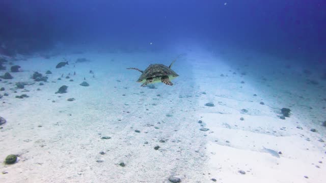 Funny Animals, A Beautiful Turtle Swims Quietly