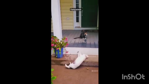 Cat an dog funny fighting