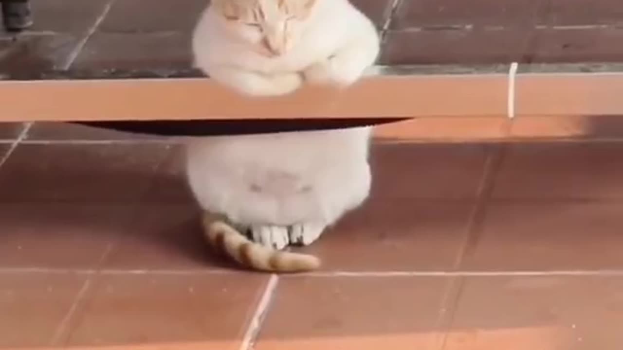 It's a sensible cat.