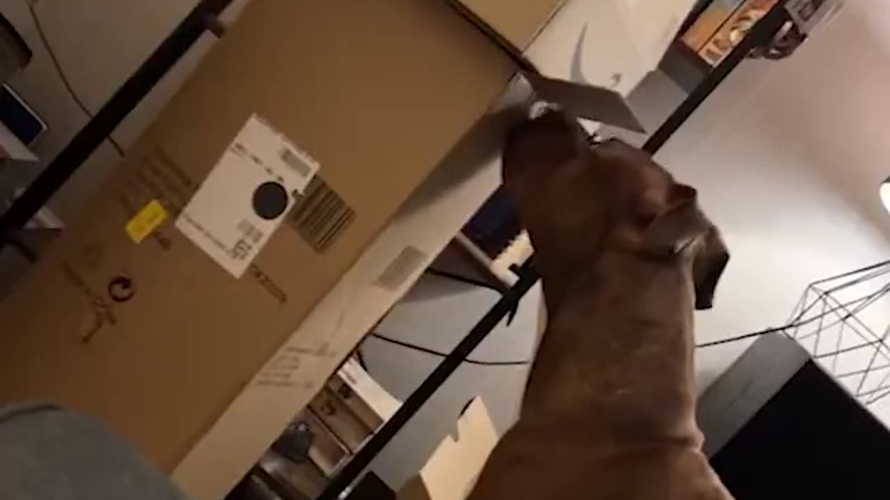 #fun#with#animals😁🐶🐇🦒🐱2023