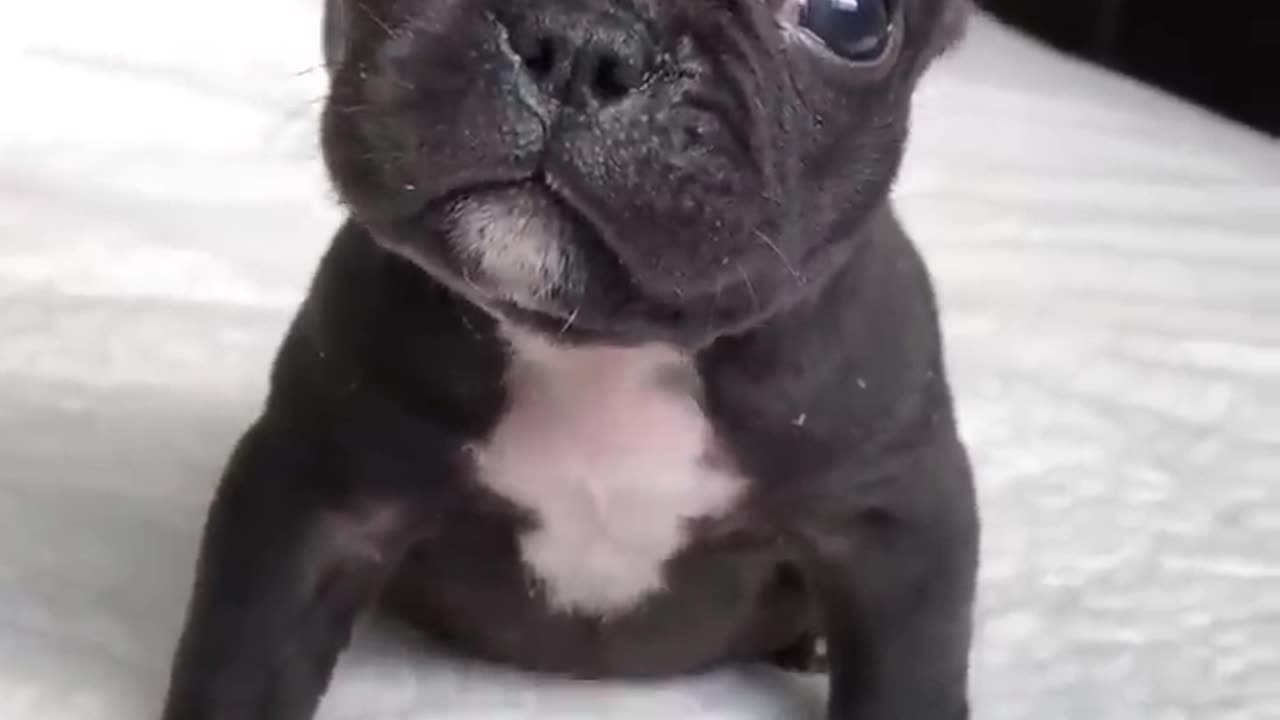 puppy sound #viral #puppy #like #follow