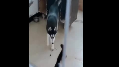 Try Not Laugh Challenge - Funny Cat & Dog 2022