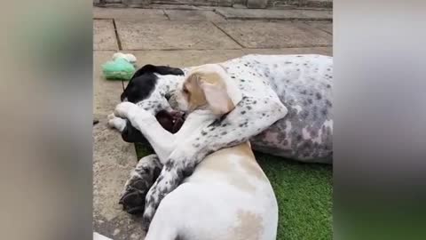 Dog Fight!