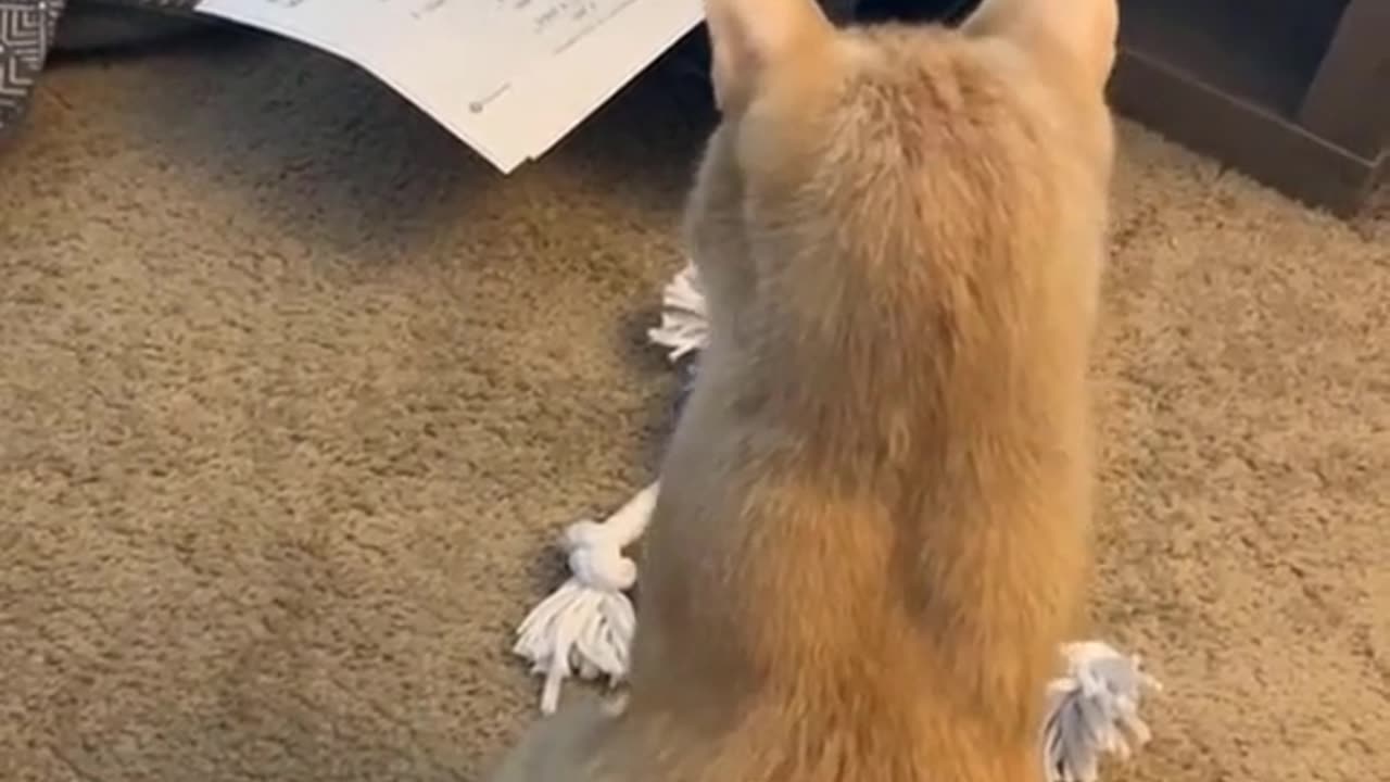 Oops #animals #cat #funny #dogs #pet #fyp