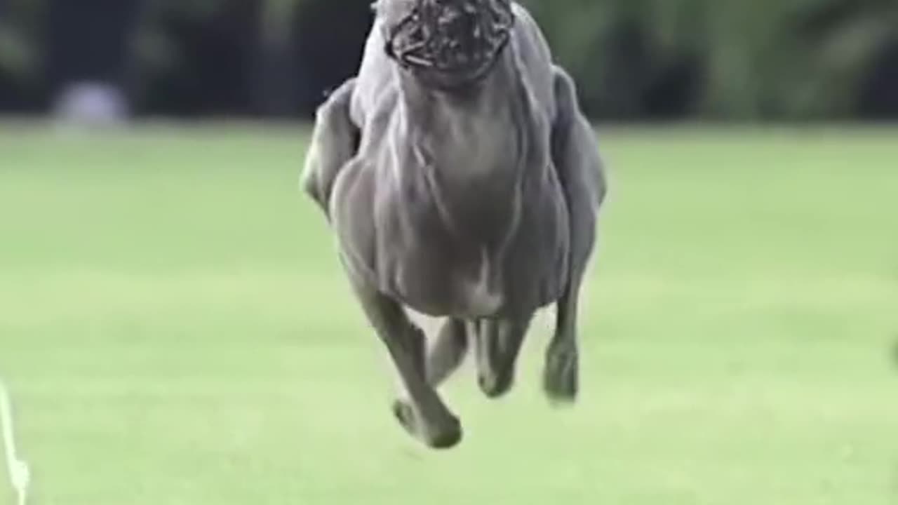 Fastest Dog Ever