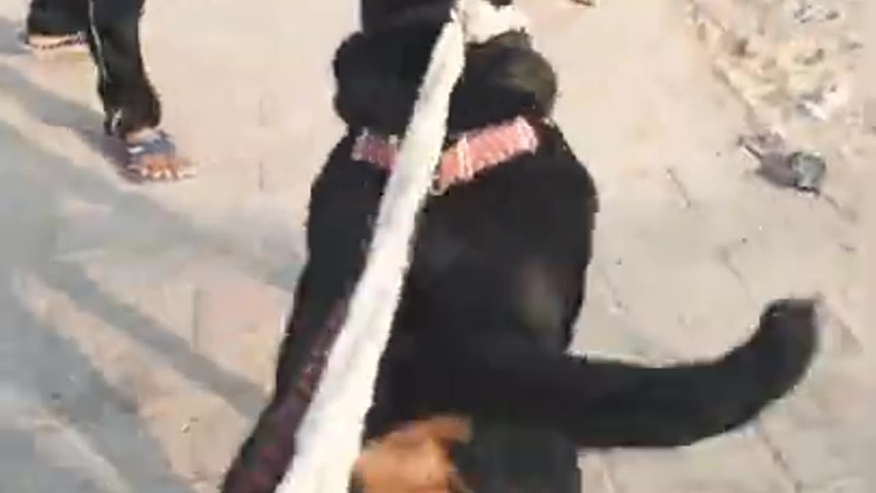 Rottweiler vs German shepherd