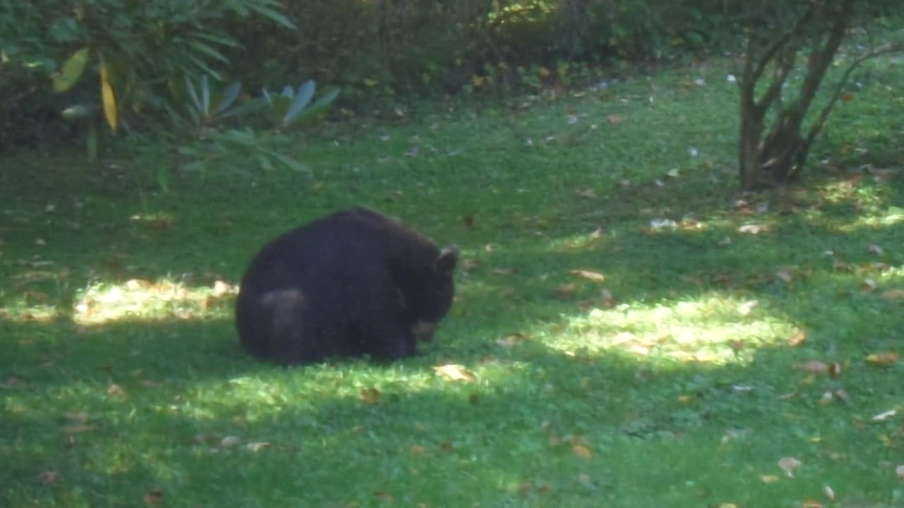 Hefty Itchy Black Bear Forages on Spiky Chestnut Burrs