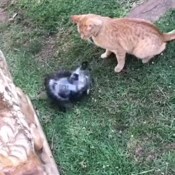 Funniest Animal cats and dogs