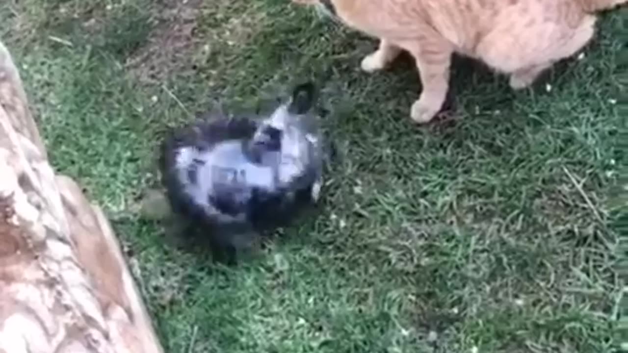 Funniest Animal cats and dogs