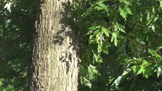197 Toussaint Wildlife - Oak Harbor Ohio - Downy Woodpecker