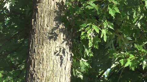 197 Toussaint Wildlife - Oak Harbor Ohio - Downy Woodpecker