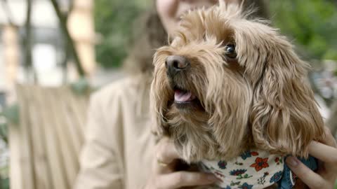 close- up view of a dog’s face