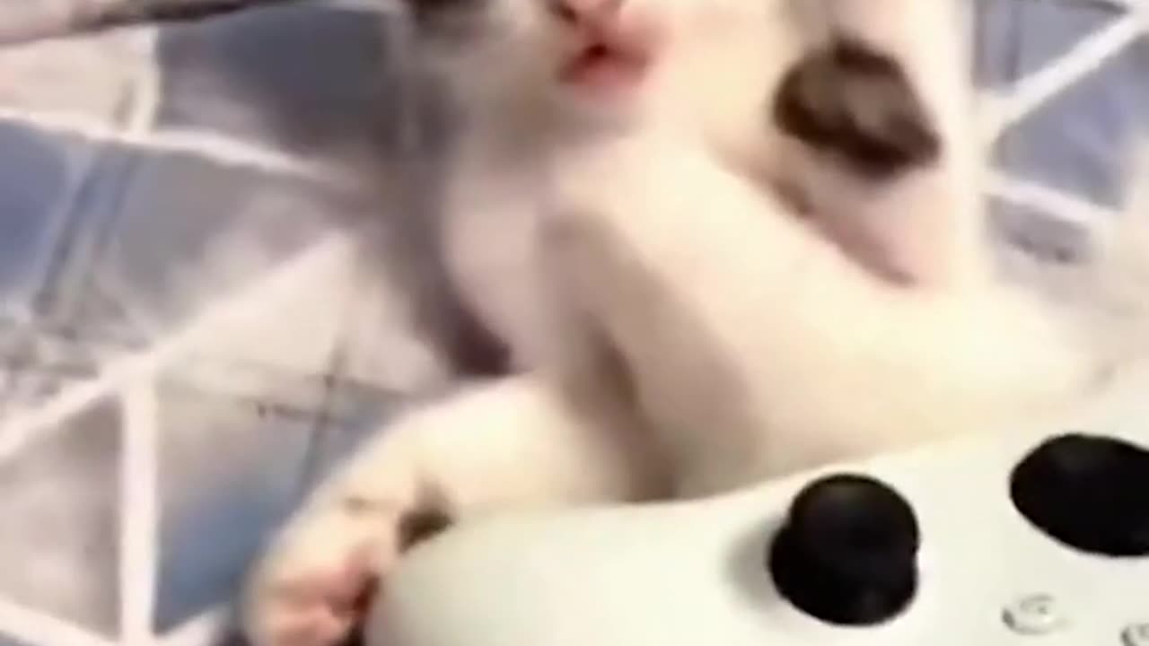 Best Funny Cats Caught on Cam 😂