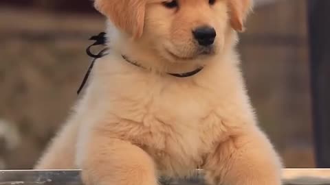 Labrador Retriever . . .amazing it's so cool but so simple