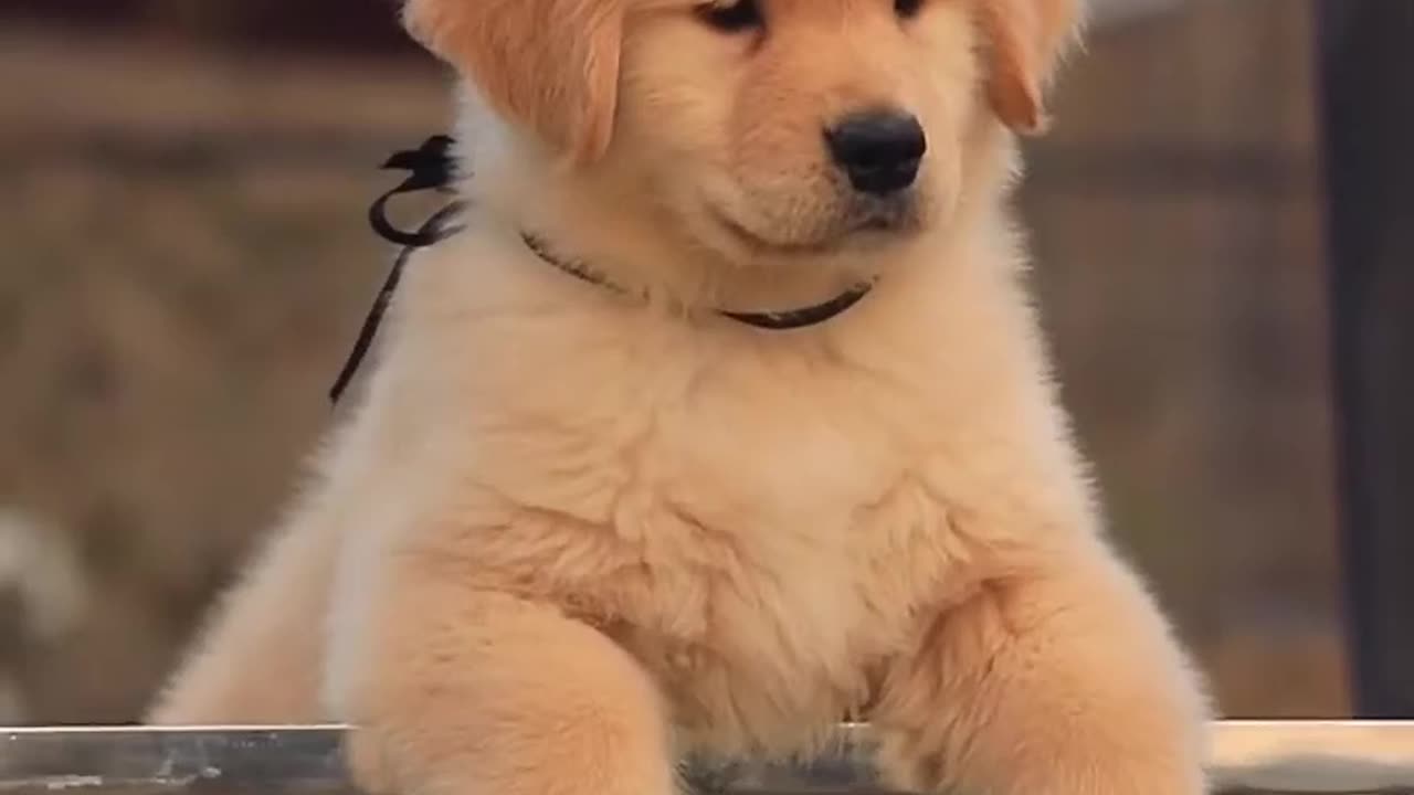 Labrador Retriever . . .amazing it's so cool but so simple