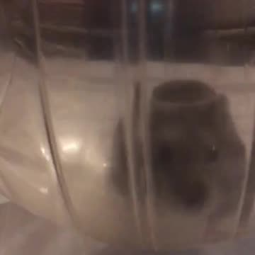 Hamster ball