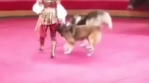 🐈_Dog's_Circus_Reverse_Video(1080p)😁