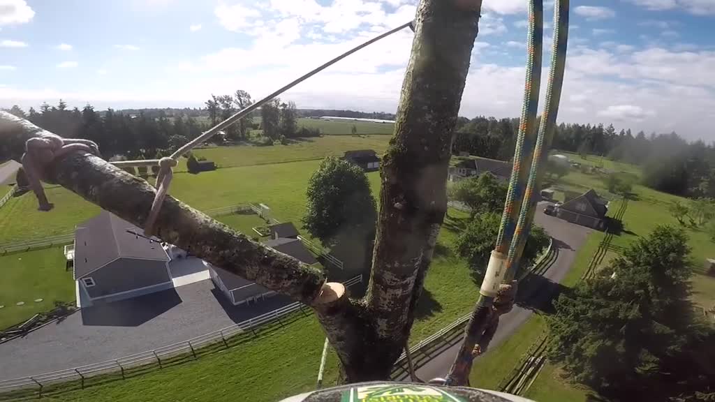 Tree climber compilation #fypシ #treework