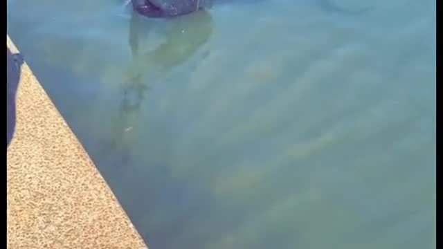 Poor family of Swans gets attacked an Eel