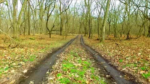 A WALK THROUGH THE FOREST IN WINTER 2022