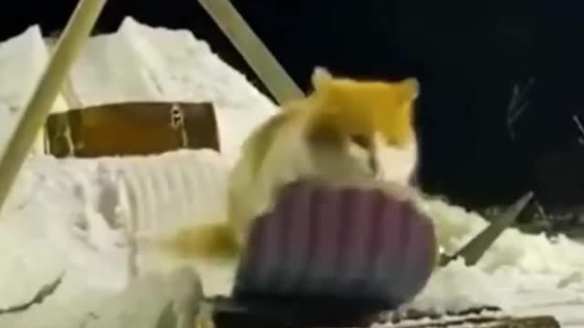 Funny pet moment