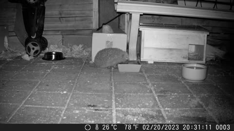 Hedgehog enjoys his food - Igel geniesst sein Essen