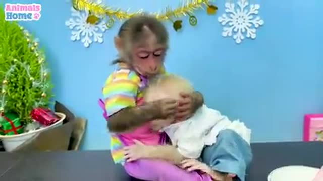 Monkey funny video