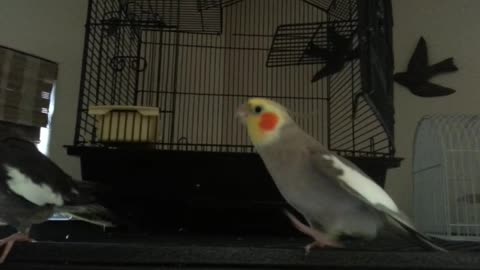 Mr. Whistley Serenades His Bird Mate After Sweet Sweet Loving