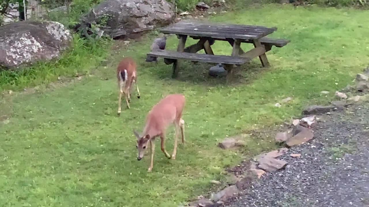 Deer 🦌 Turkey 🦃 NW NC at The Treehouse 🌳 Lady and the gang share breakfast with Thomasina