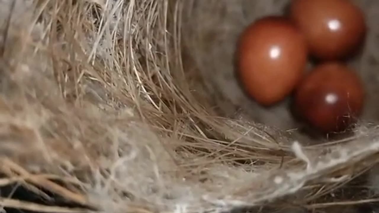 Wild Finches