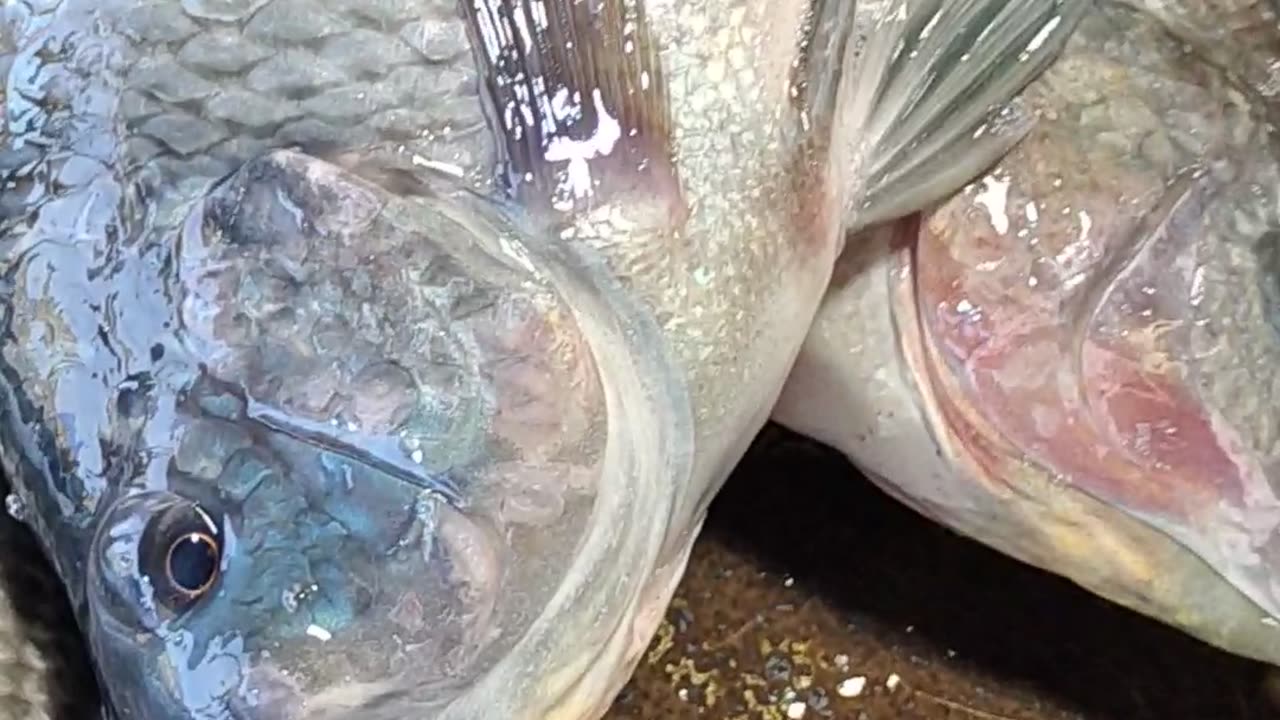 Tilapia Fish Best Video In Fish Market Bangladesh#shorts