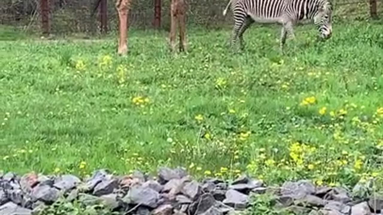 Zebra and Giraffe amazing love and friendship. Viral shorts videos.