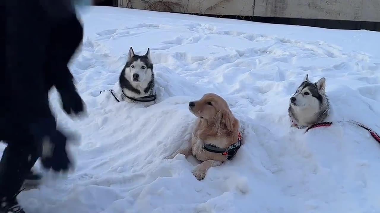 Did you have a snowball fight this winter?