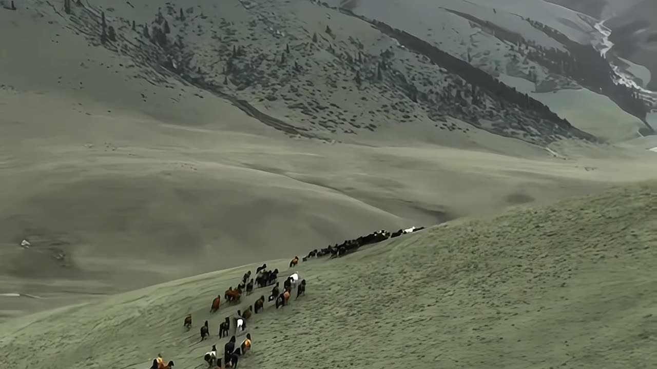 Horses view