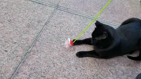 20240410 152820 Tux Playing with BugStick Toy