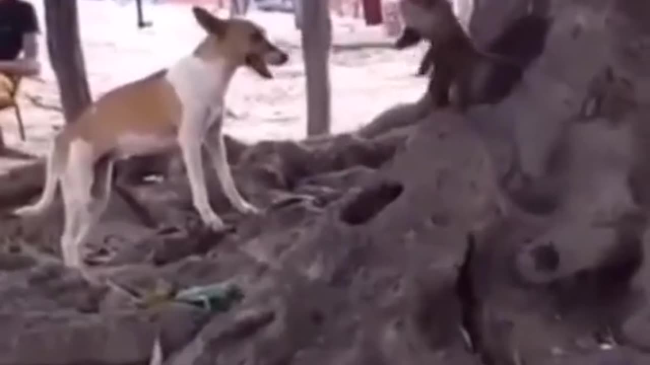 #animals #funnyvideos #funnyanimals #funnyfails #viral #trendingreels