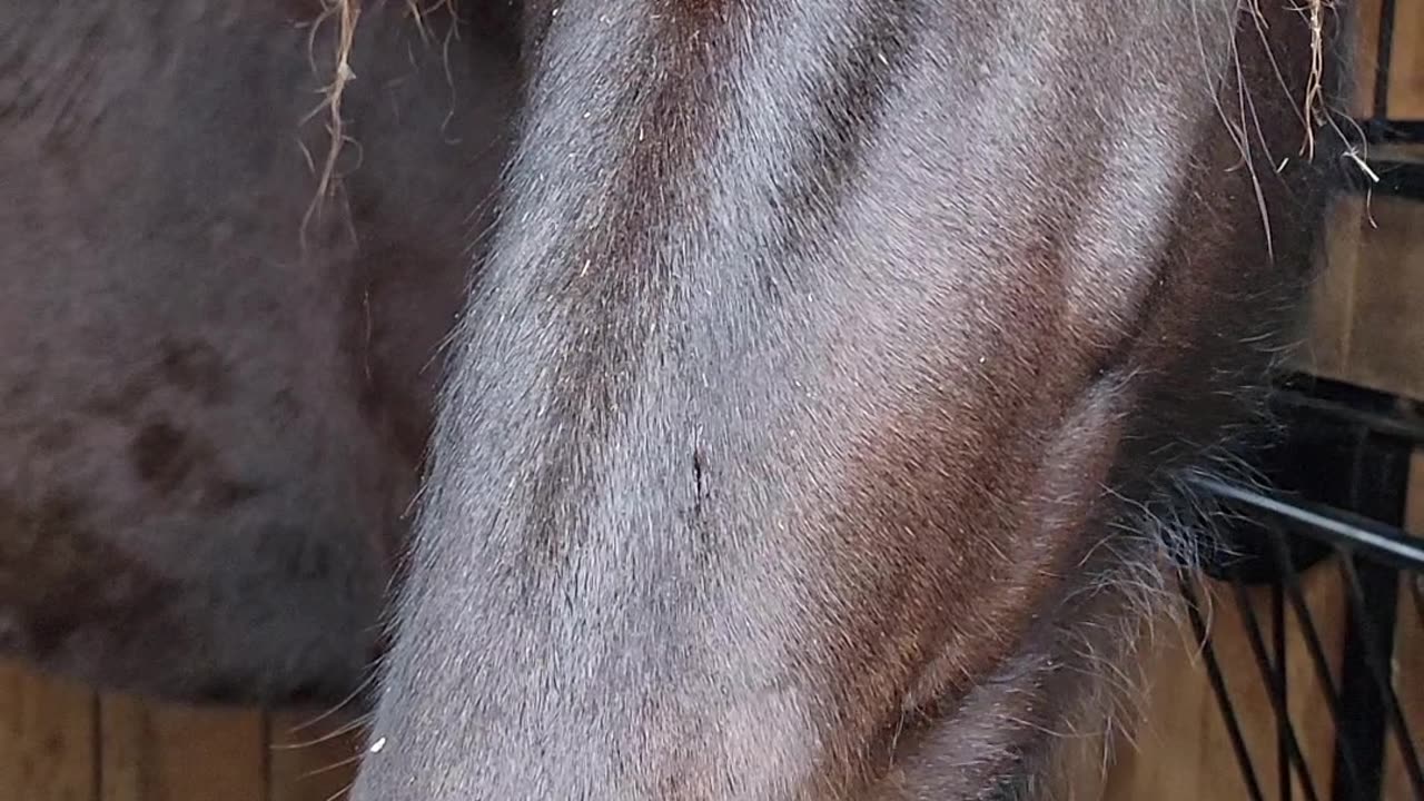 April the Percheron