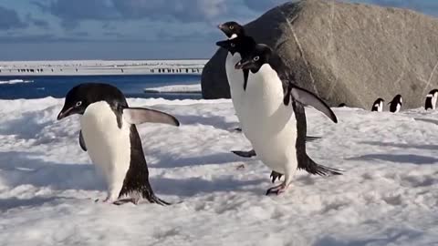 Adelie Penguins Waddling