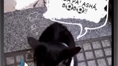 El Gato de Messi QATAR 2022: Que mira bobo