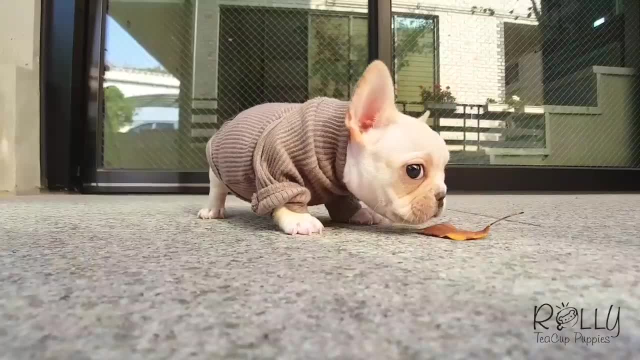 Amazing Female Teacup Frenchie LadyBug - Rolly Teacup Puppies