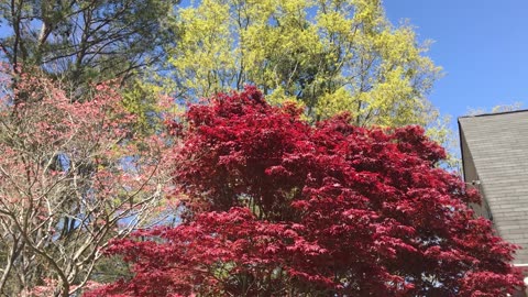 Flower for Jackie C Part Two