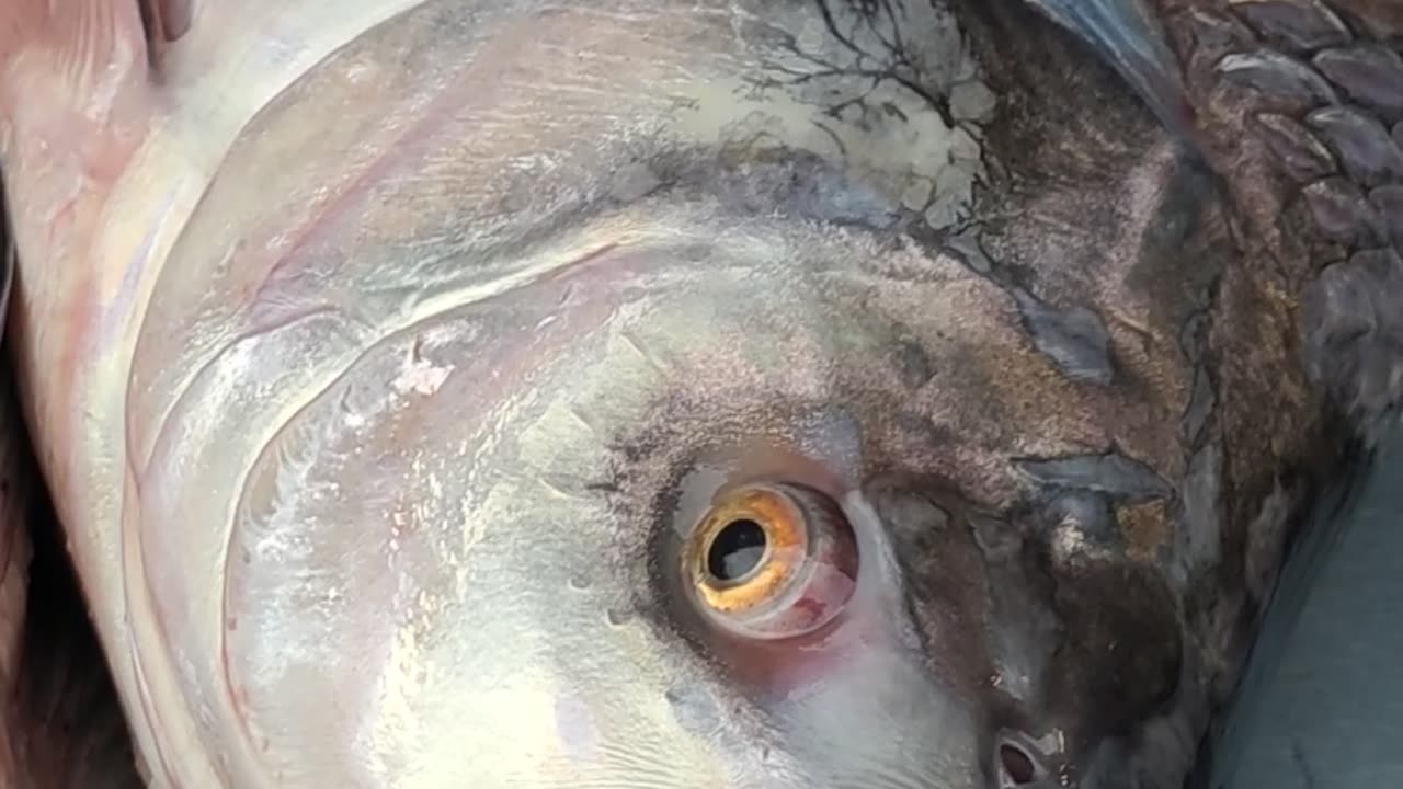 Giant Karla Carp Fish Video In Fish Market#shorts