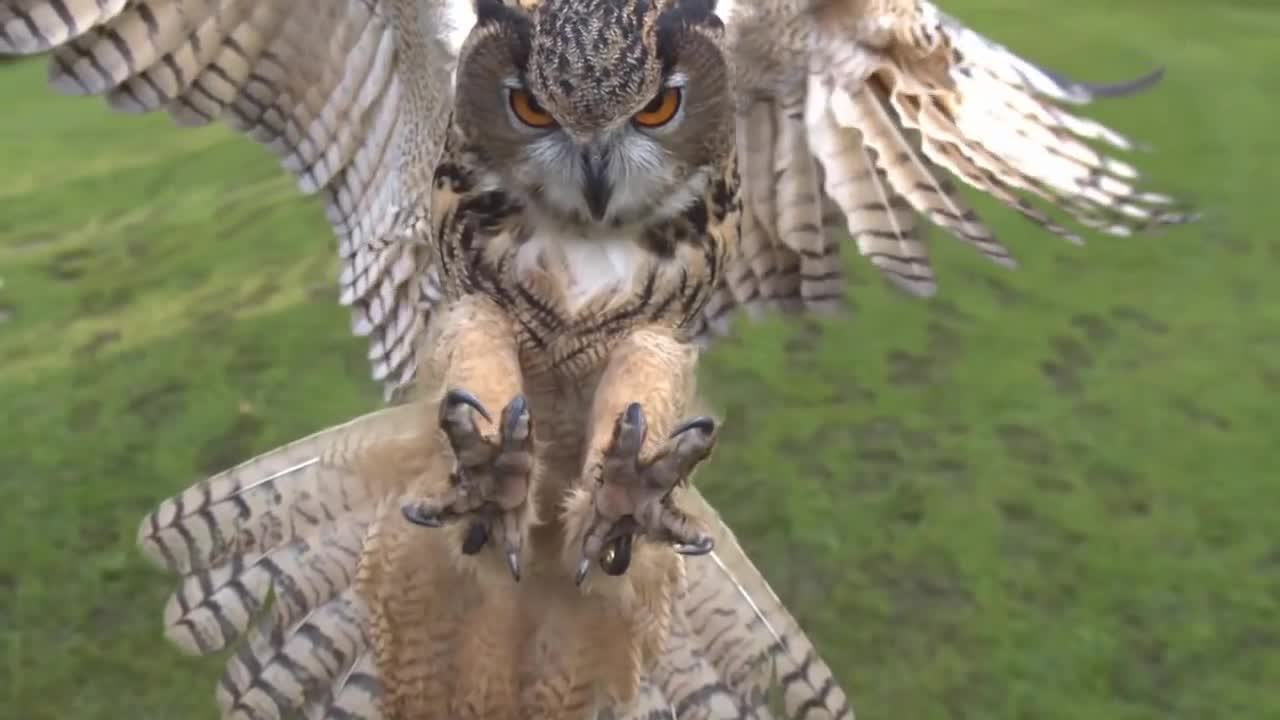 Eagle owl in flight high speed camera AMAZING slow motion camera