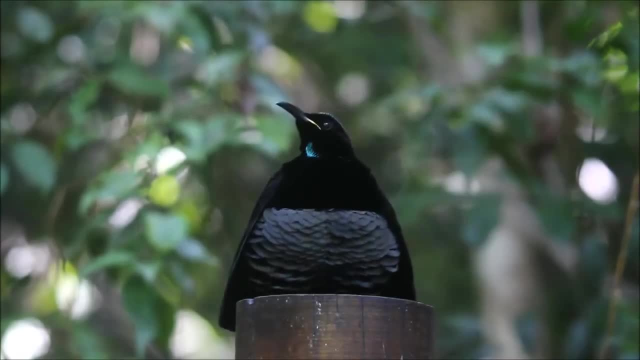 dancing bird